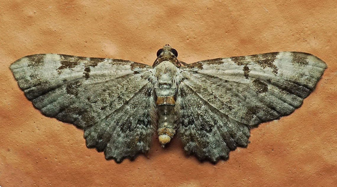 Eupithecia sp. Dapa, Valle Del Cauca<br />
2100 m