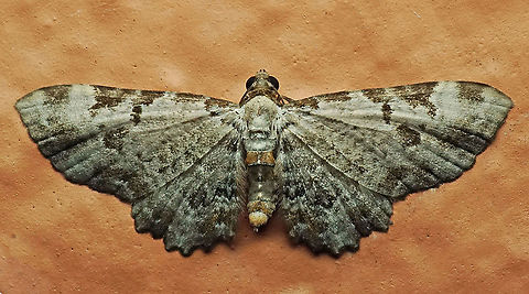 Eupithecia sp. Dapa, Valle Del Cauca
2100 m