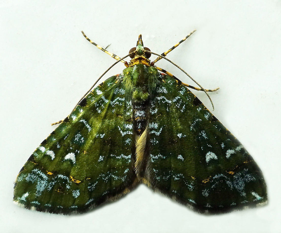 Hydriomena sp. Dapa, Valle Del Cauca<br />
2100 m