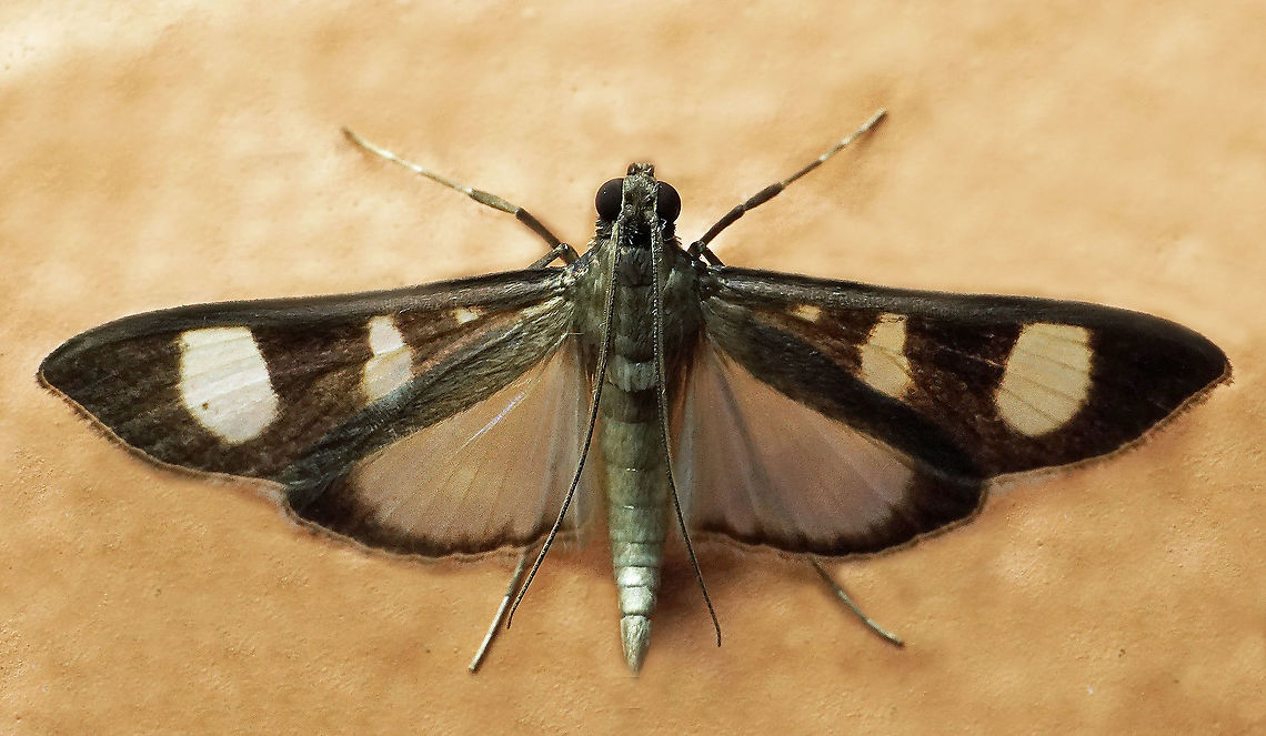 #935 Dapa, Valle Del Cauca<br />
2100 m