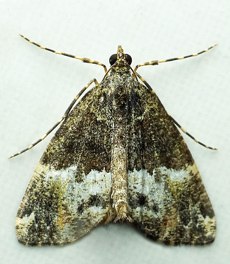 #936 Dapa, Valle Del Cauca<br />
2100 m