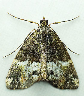 #936 Dapa, Valle Del Cauca
2100 m