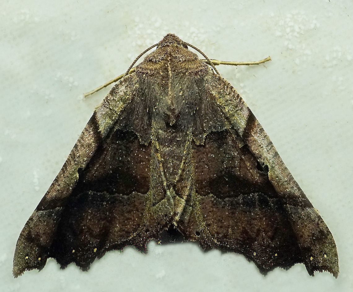 Pero sp. Dapa, Valle Del Cauca<br />
2100 m