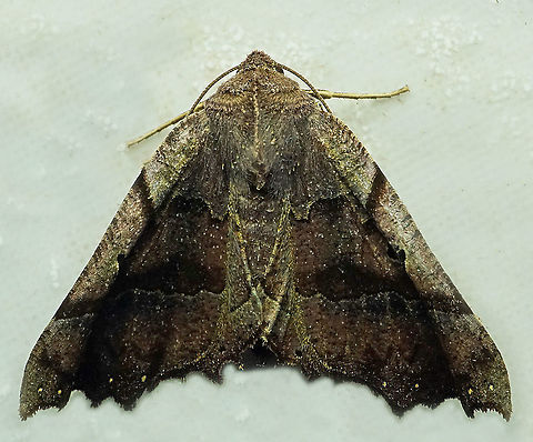 Pero sp. Dapa, Valle Del Cauca
2100 m