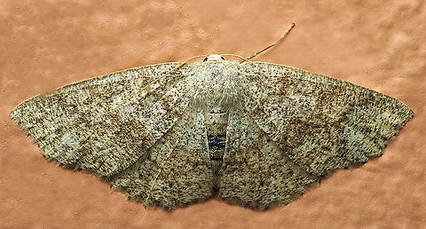 #938 Dapa, Valle Del Cauca
2100 m