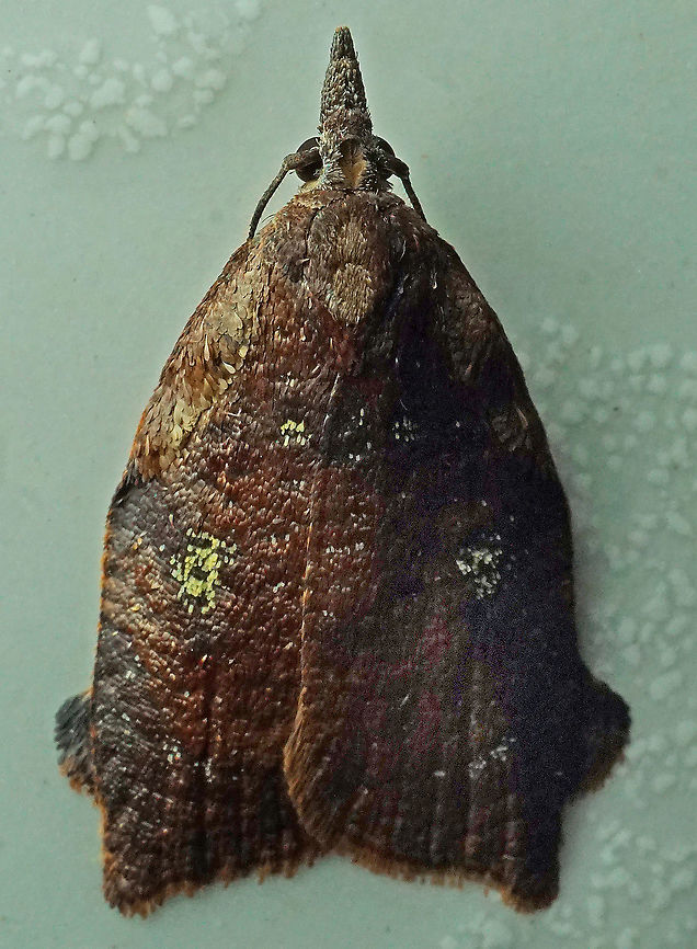 #939 Dapa, Valle Del Cauca<br />
2100 m