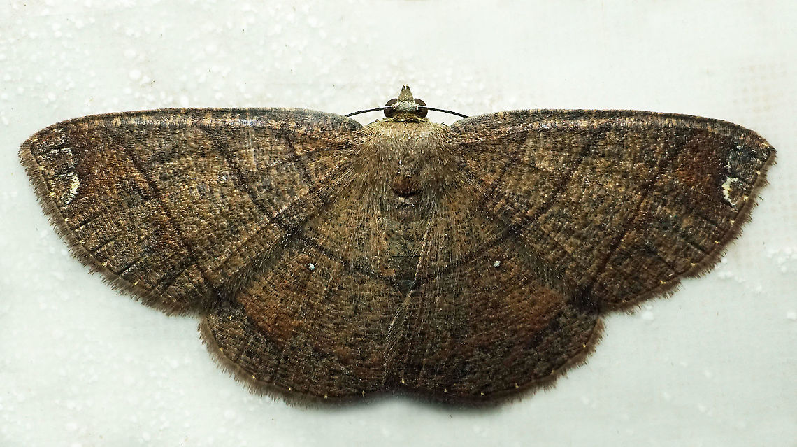 #940 Dapa, Valle Del Cauca<br />
2100 m