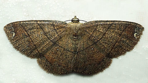 #940 Dapa, Valle Del Cauca
2100 m