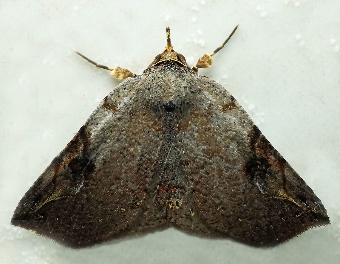 #941 Dapa, Valle Del Cauca<br />
2100 m