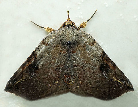 #941 Dapa, Valle Del Cauca
2100 m