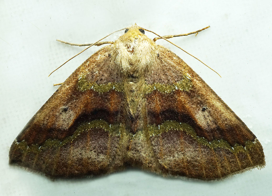 #942 Dapa, Valle Del Cauca<br />
2100 m