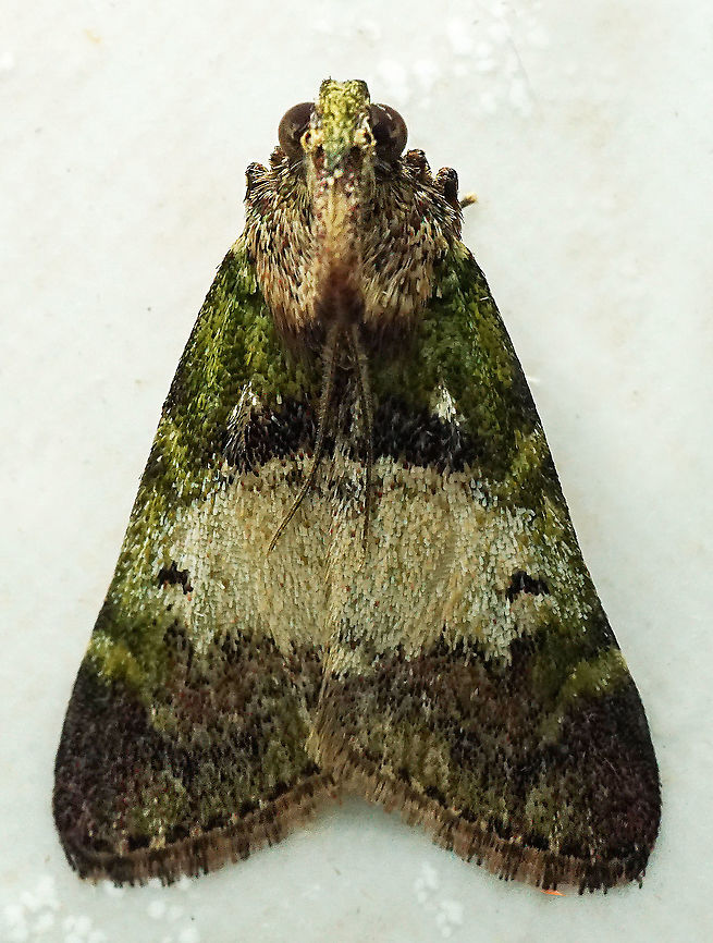 #943 Dapa, Valle Del Cauca<br />
2100 m