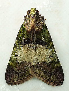 #943 Dapa, Valle Del Cauca
2100 m