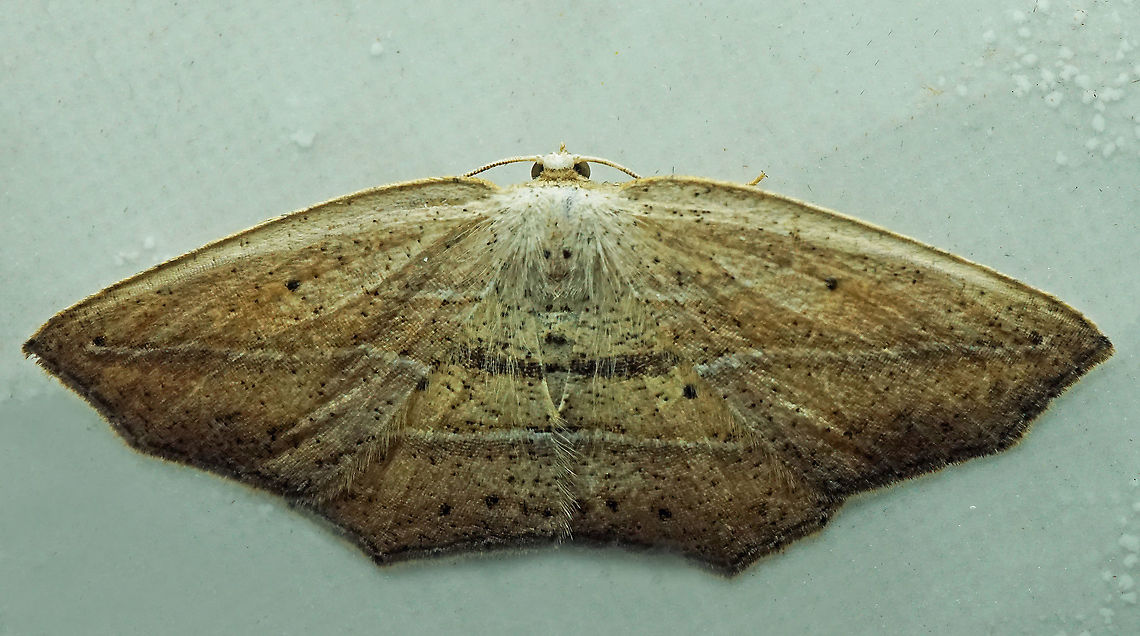 #944 Dapa, Valle Del Cauca<br />
2100 m