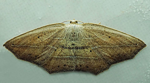 #944 Dapa, Valle Del Cauca
2100 m