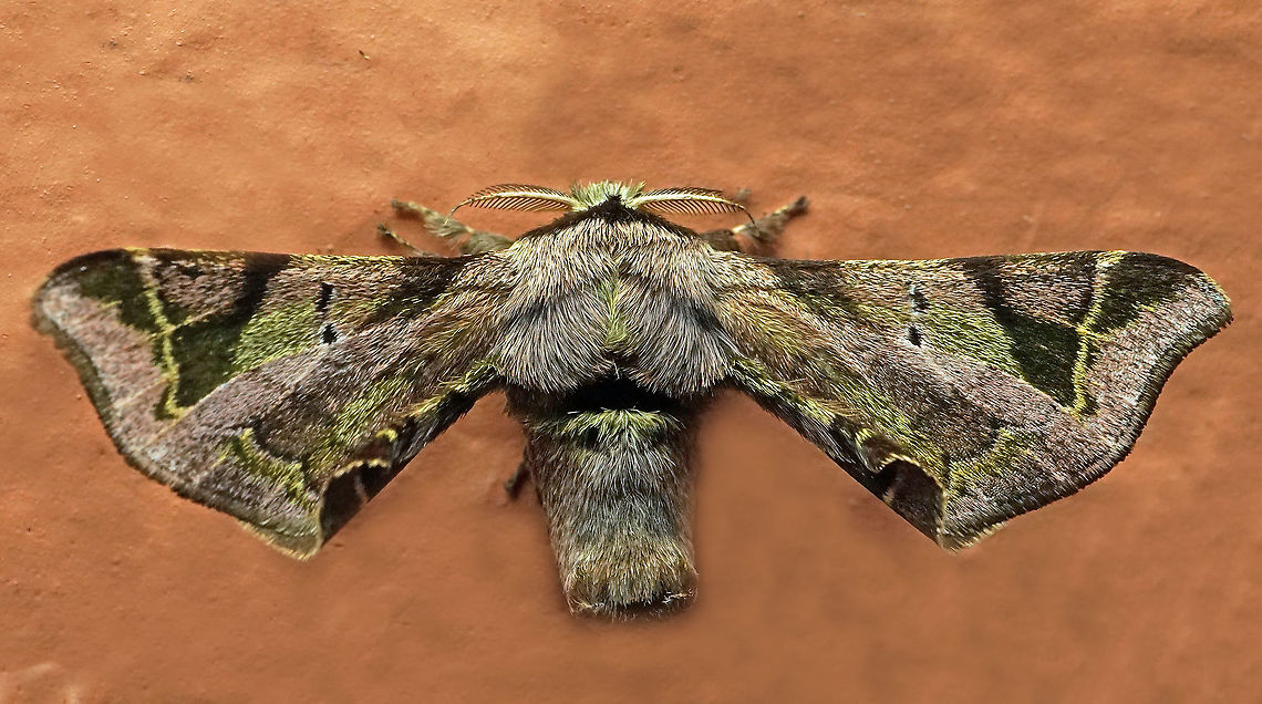 Quentalia sp. Dapa, Valle Del Cauca<br />
2100 m