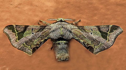 Quentalia sp. Dapa, Valle Del Cauca
2100 m