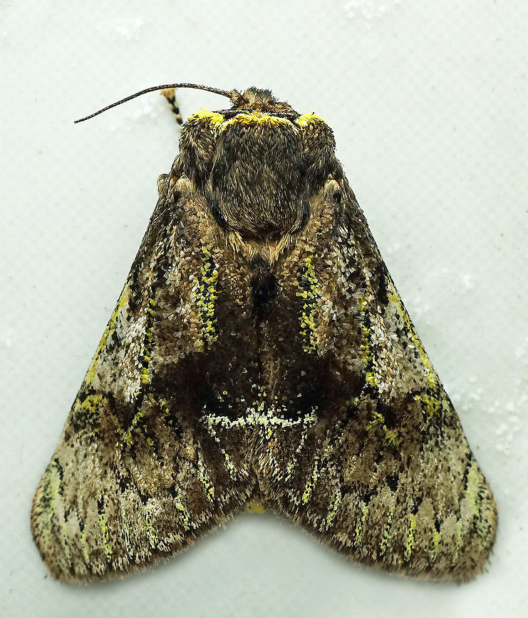 #946 Dapa, Valle Del Cauca<br />
2100 m