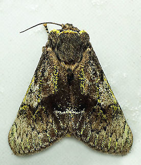 #946 Dapa, Valle Del Cauca
2100 m