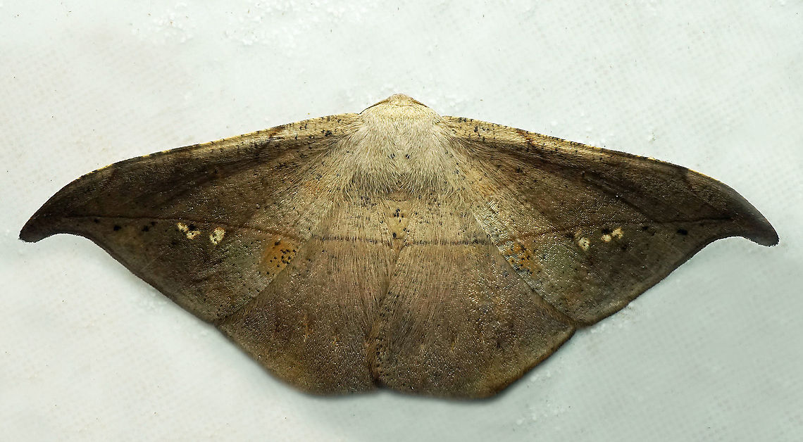 Oxydia sp. Dapa, Valle Del Cauca<br />
2100 m
