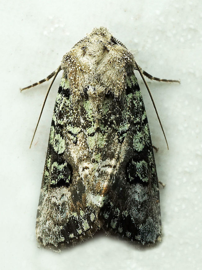 #948 Dapa, Valle Del Cauca<br />
2100 m