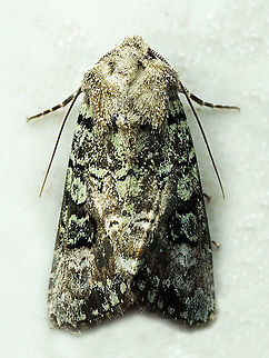 #948 Dapa, Valle Del Cauca
2100 m