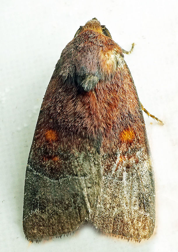 #949 Dapa, Valle Del Cauca<br />
2100 m