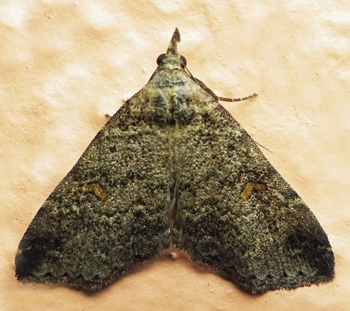 #950 Dapa, Valle Del Cauca<br />
2100 m