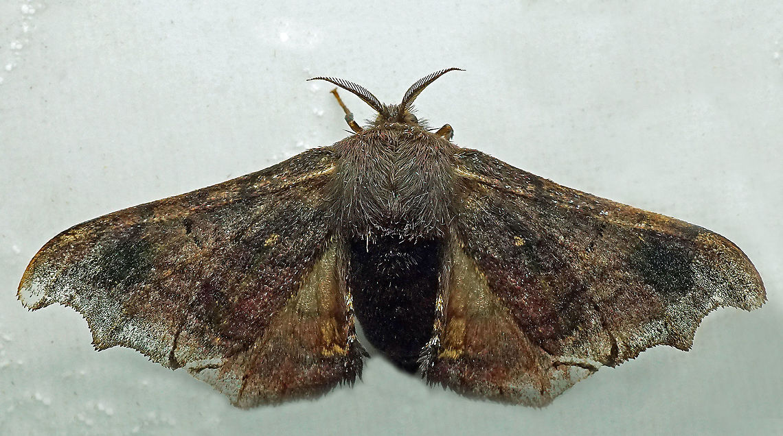 #951 Dapa, Valle Del Cauca<br />
2100 m