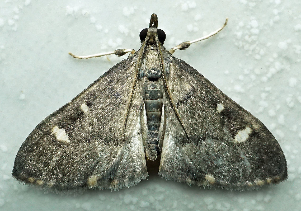 #952 Dapa, Valle Del Cauca<br />
2100 m