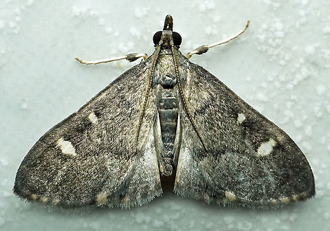 #952 Dapa, Valle Del Cauca
2100 m