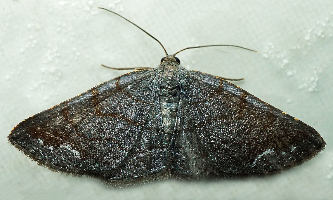 #953 Dapa, Valle Del Cauca<br />
2100 m