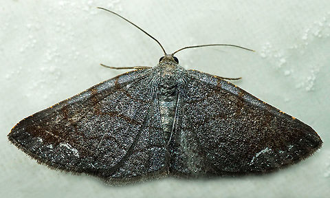 #953 Dapa, Valle Del Cauca
2100 m