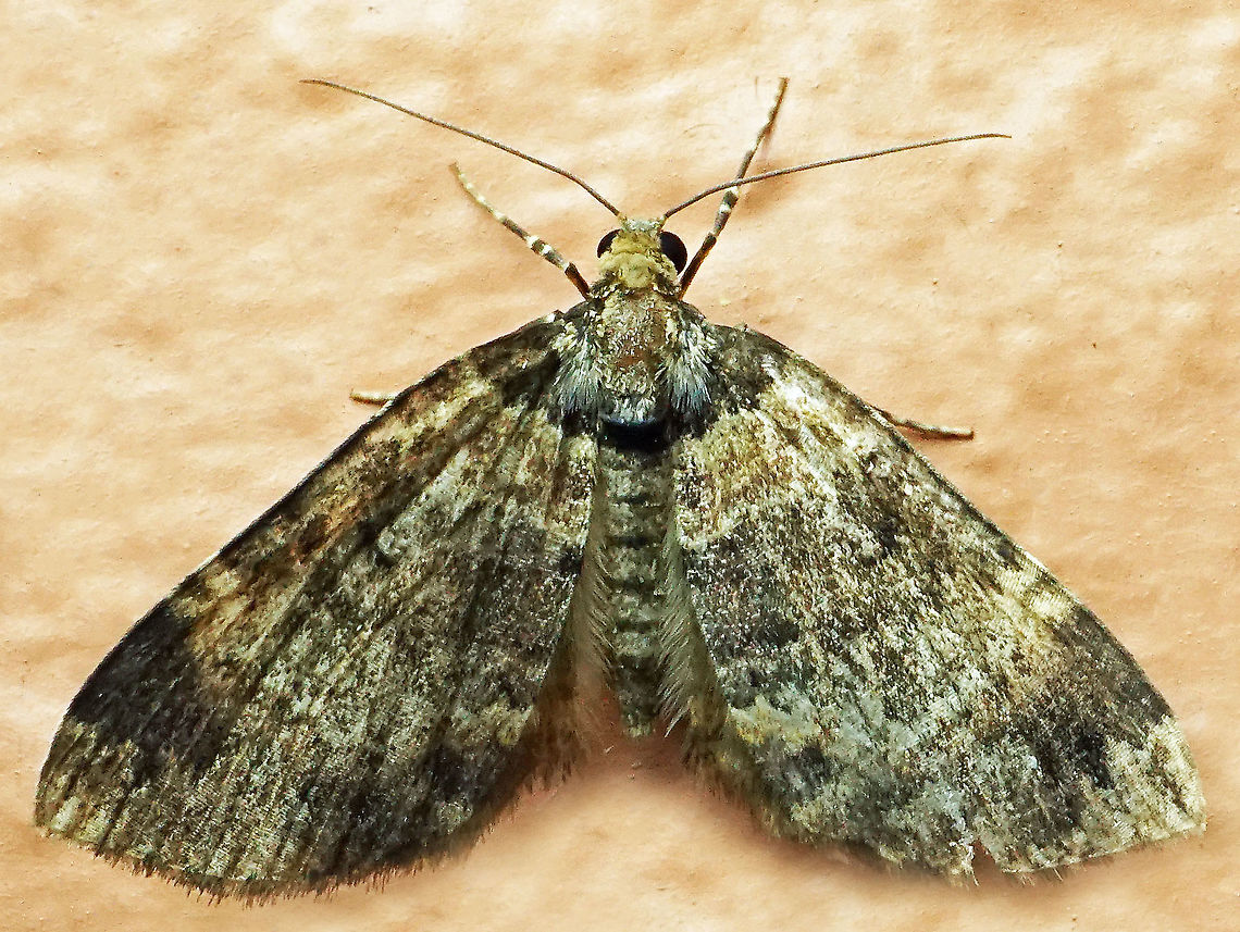 #954 Dapa, Valle Del Cauca<br />
2100 m