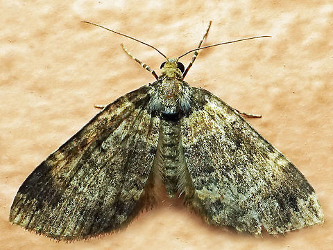 #954 Dapa, Valle Del Cauca
2100 m