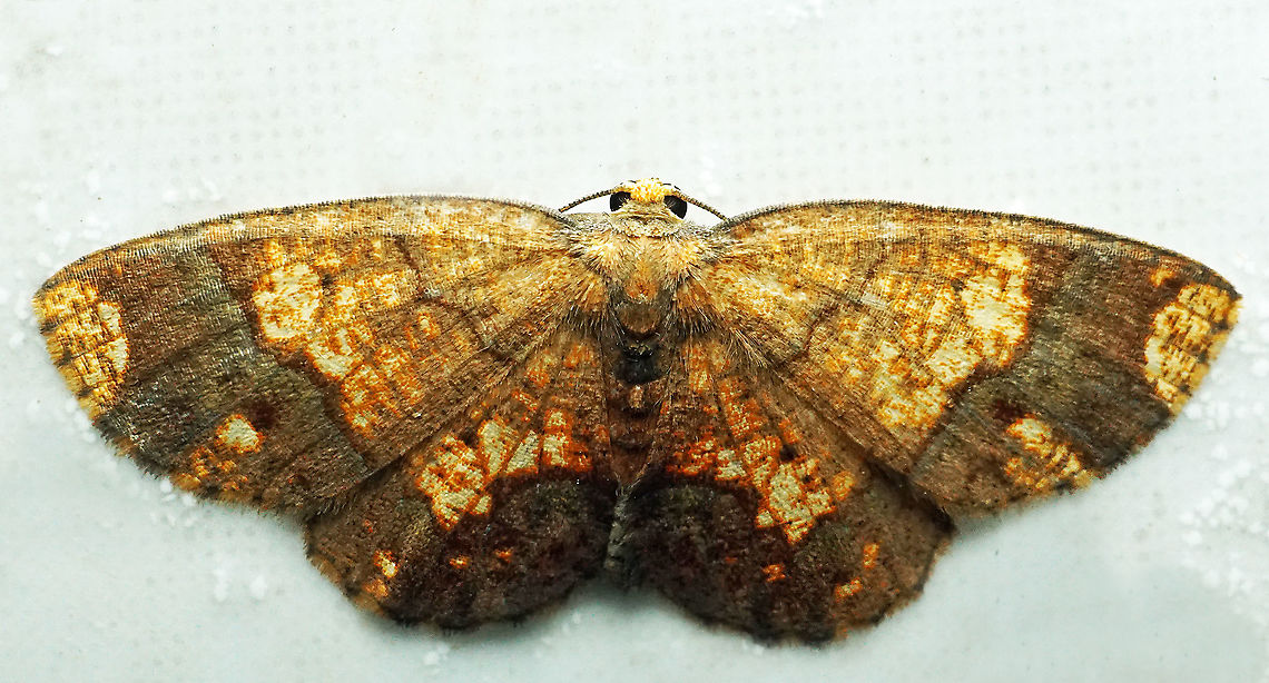 Melinodes detersaria Dapa, Valle Del Cauca<br />
2100 m
