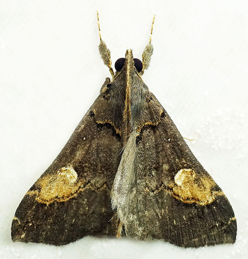 #956 Dapa, Valle Del Cauca<br />
2100 m