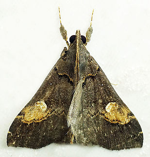 #956 Dapa, Valle Del Cauca
2100 m