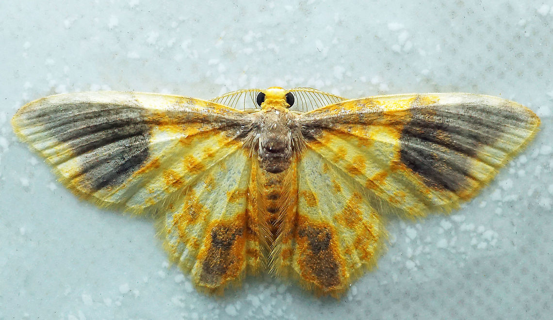 Eois burla Dapa, Valle Del Cauca<br />
2100 m Eois burla,Eois cyniras