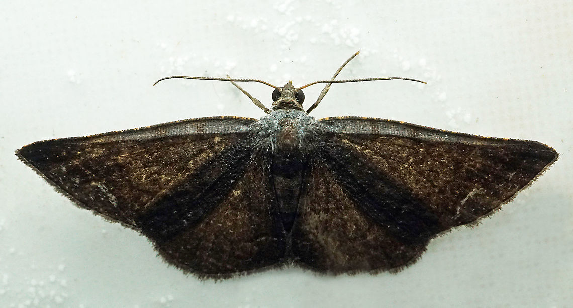 #958 Dapa, Valle Del Cauca<br />
2100 m