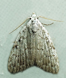 #959 Dapa, Valle Del Cauca
2100 m