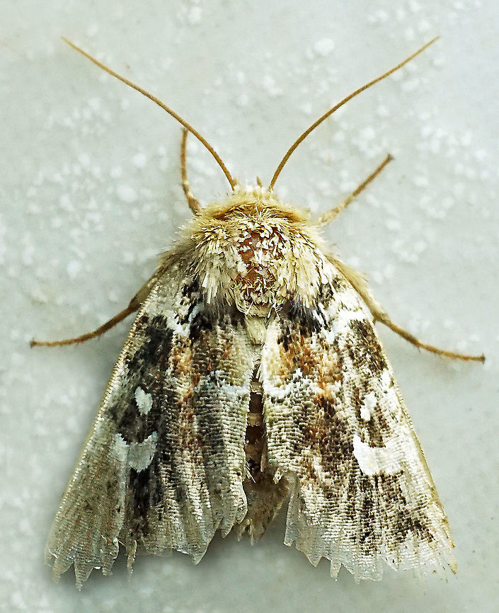 #960 Dapa, Valle Del Cauca<br />
2100 m