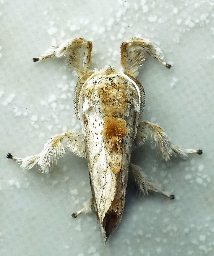 #961 Dapa, Valle Del Cauca<br />
2100 m