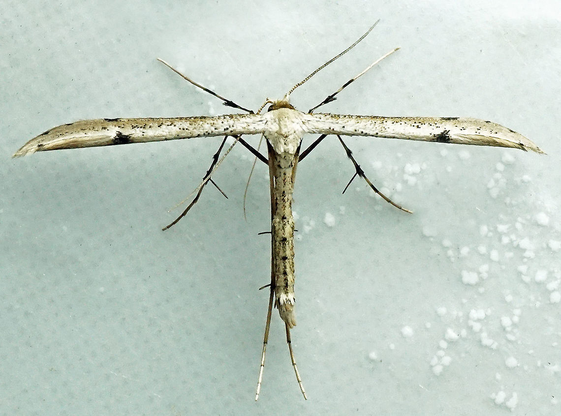 #962 Dapa, Valle Del Cauca<br />
2100 m