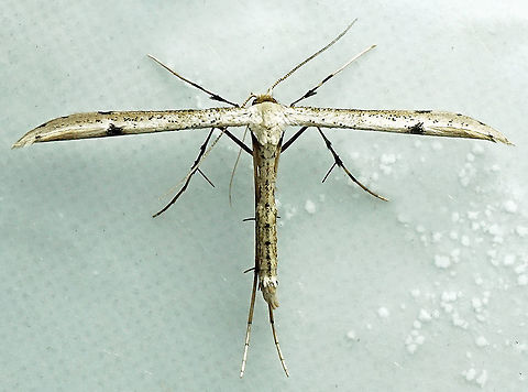 #962 Dapa, Valle Del Cauca
2100 m