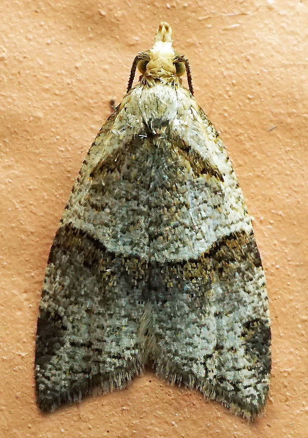 #963 Dapa, Valle Del Cauca<br />
2100 m