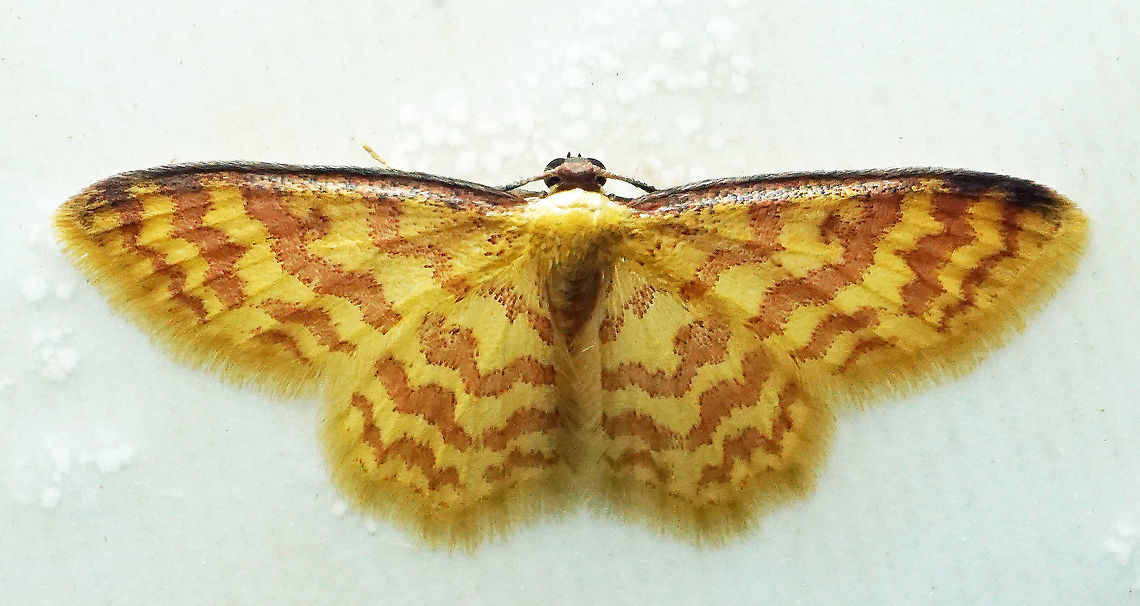 Eois russearia Dapa, Valle Del Cauca<br />
2100 m Eois russearia