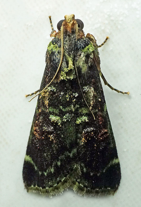 #964 Dapa, Valle Del Cauca<br />
2100 m