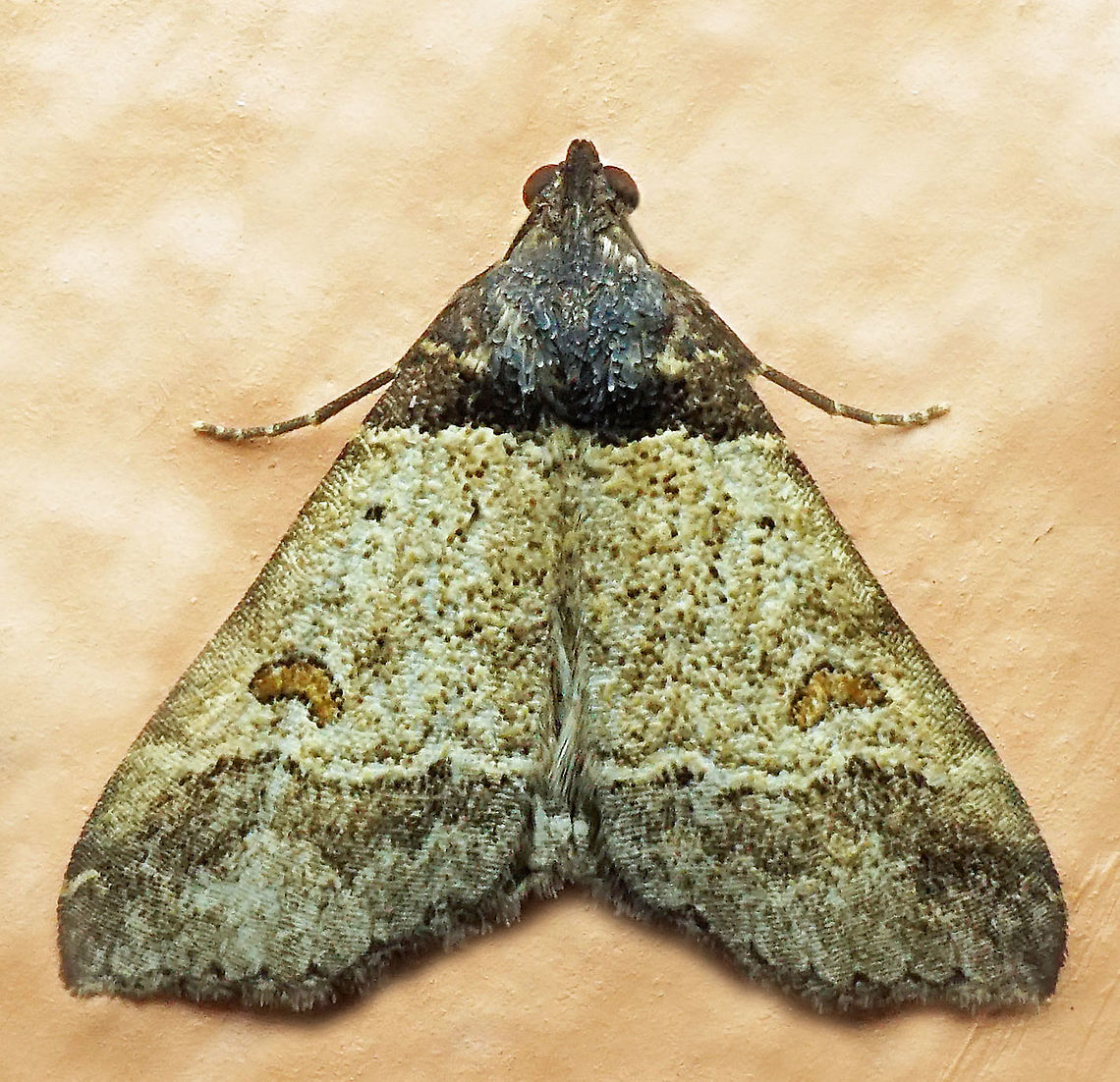 #965 Dapa, Valle Del Cauca<br />
2100 m