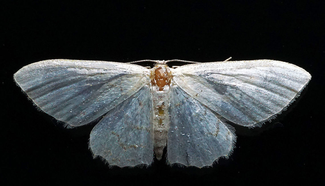 #966 Dapa, Valle Del Cauca<br />
2100 m